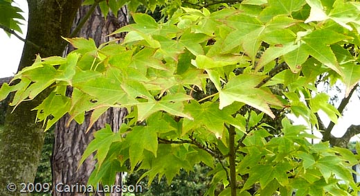 Acer oliverianum